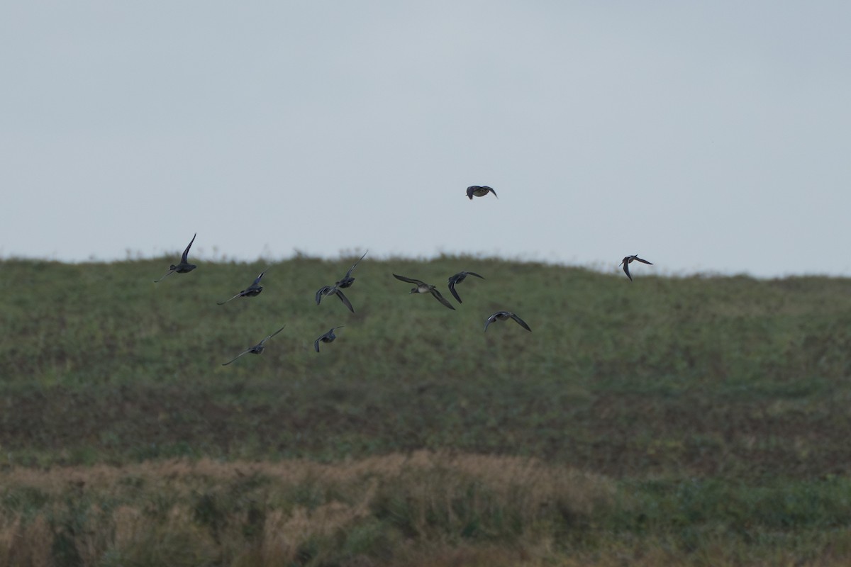 Long-billed Dowitcher - Marc Kramer | Birding by Bus