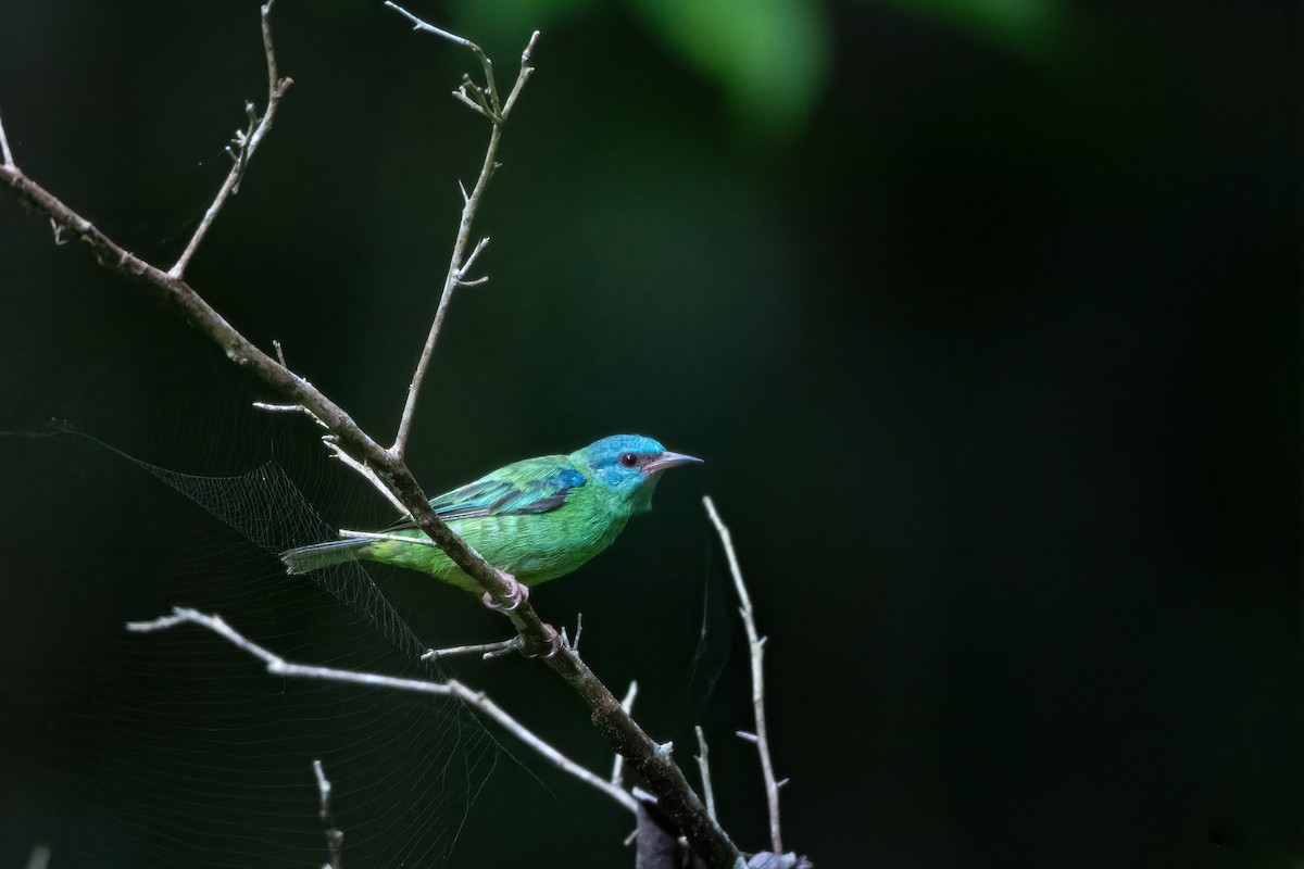 Blue Dacnis - ML644088047