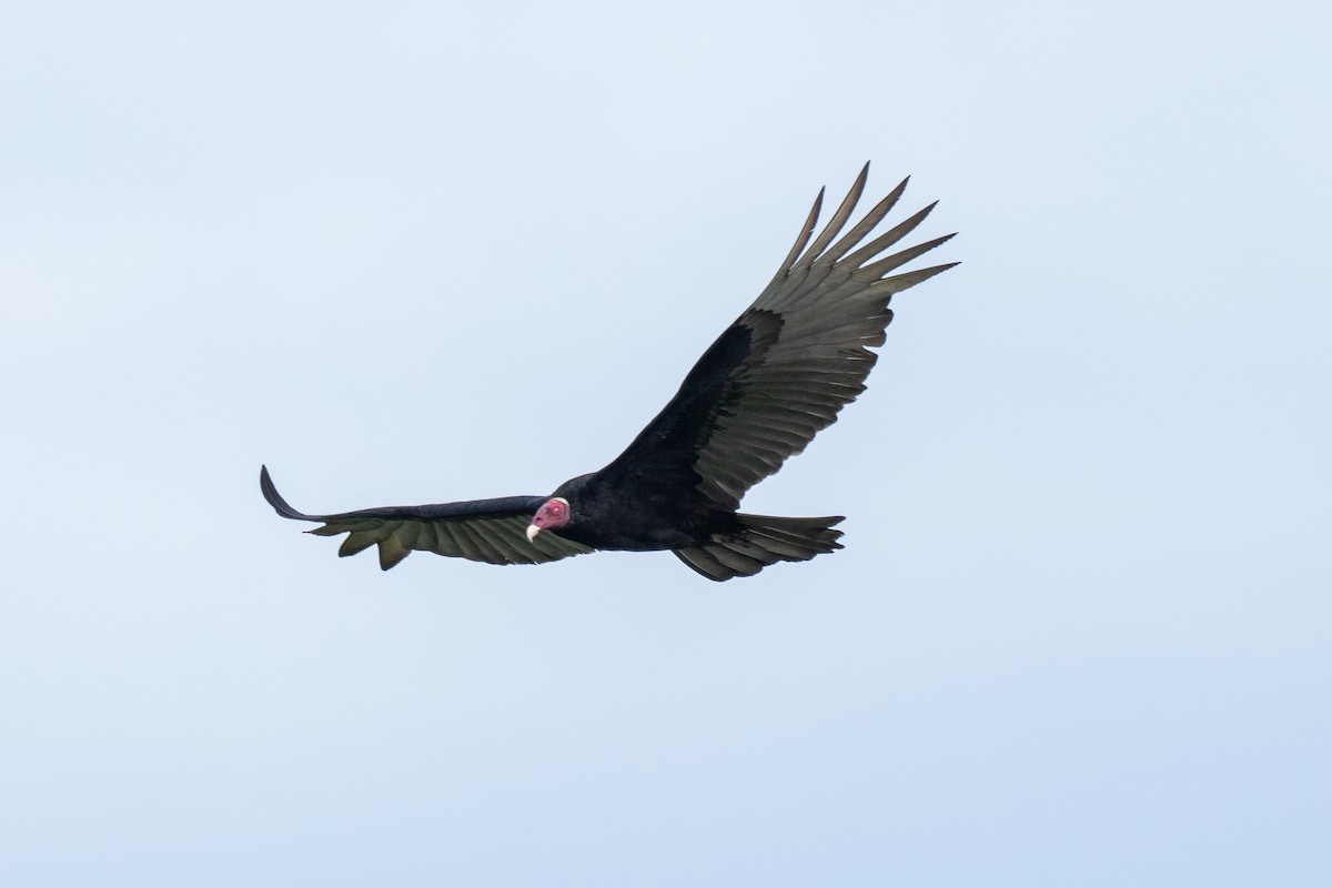 Turkey Vulture - ML644088048