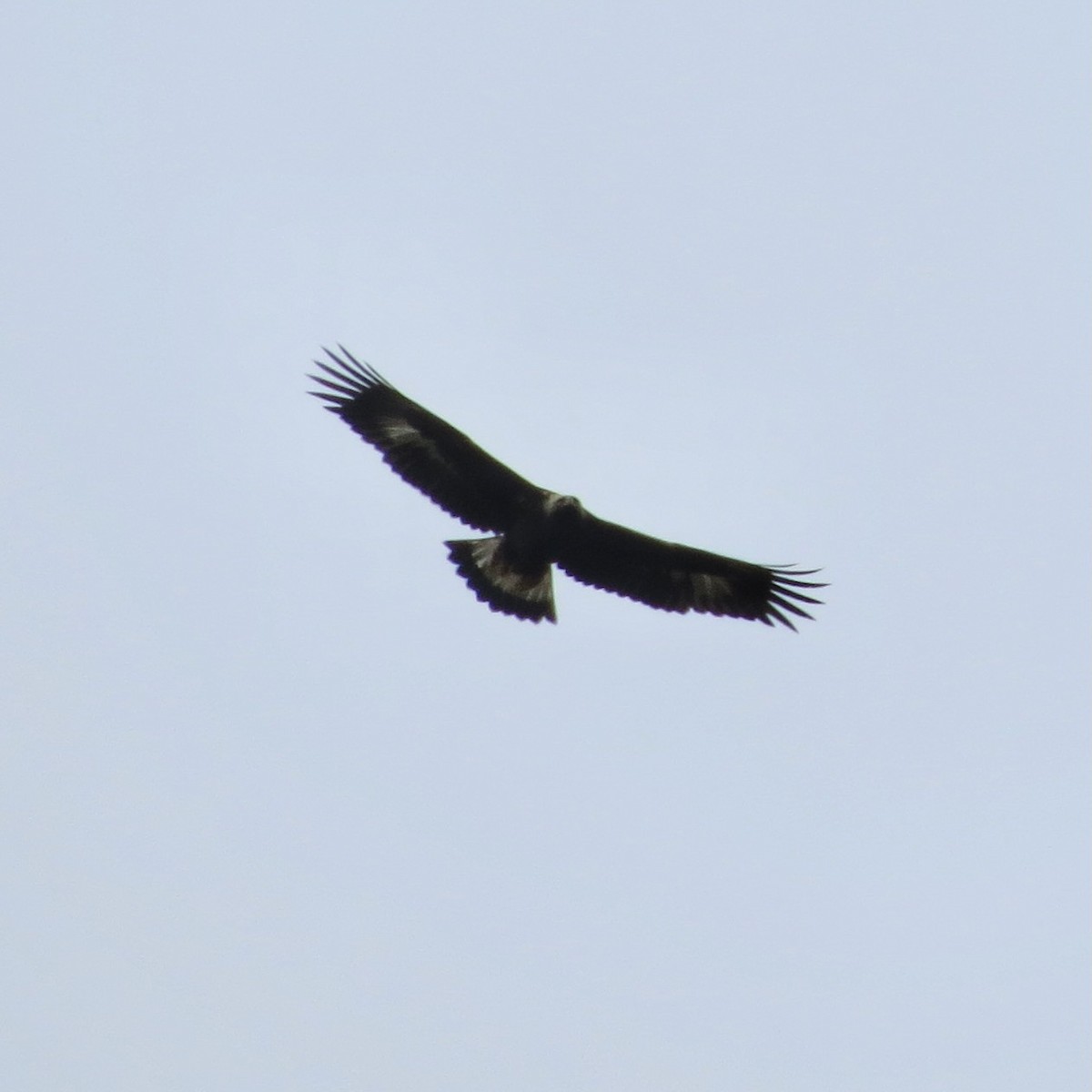 Golden Eagle - ML644088058