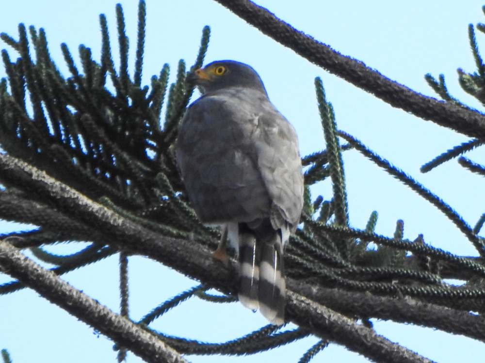 Roadside Hawk - ML644088068