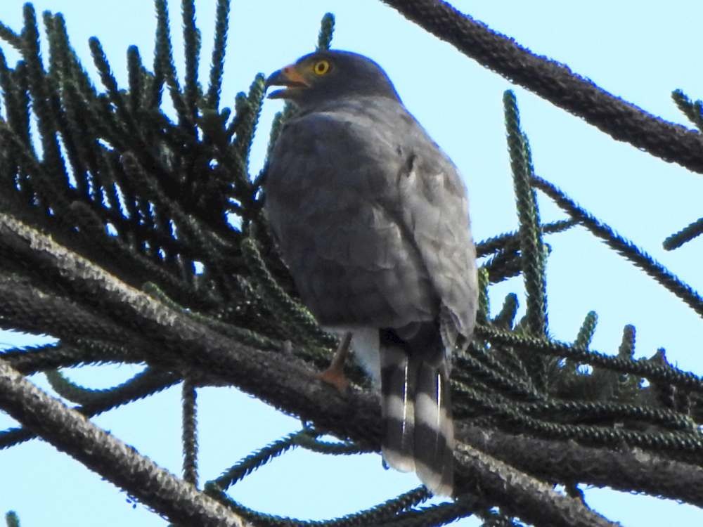 Roadside Hawk - ML644088075