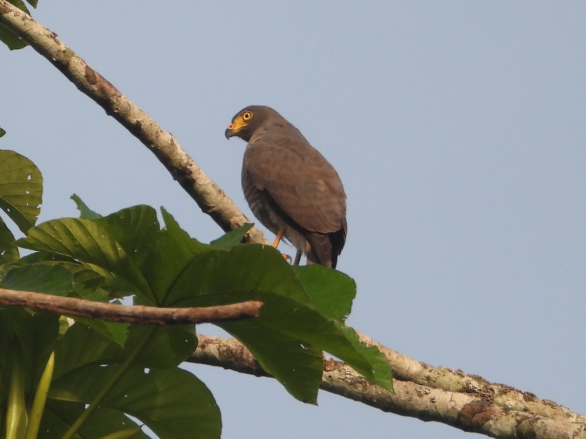Roadside Hawk - ML644088076