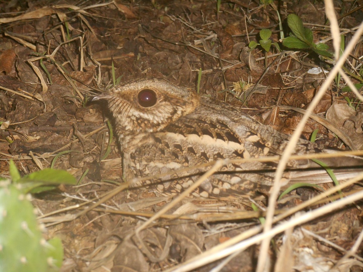 White-tailed Nightjar - ML644088081