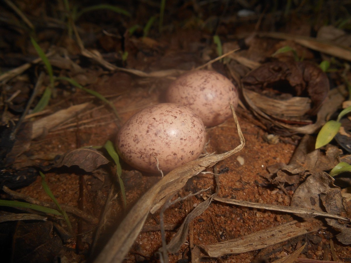 White-tailed Nightjar - ML644088082