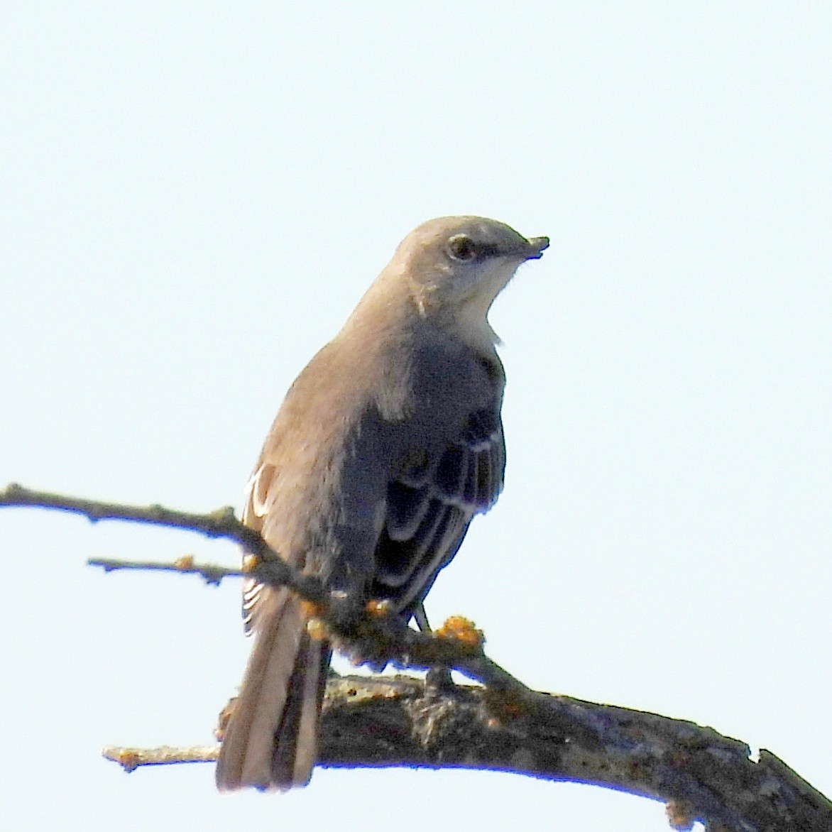 sangspottefugl - ML644088098