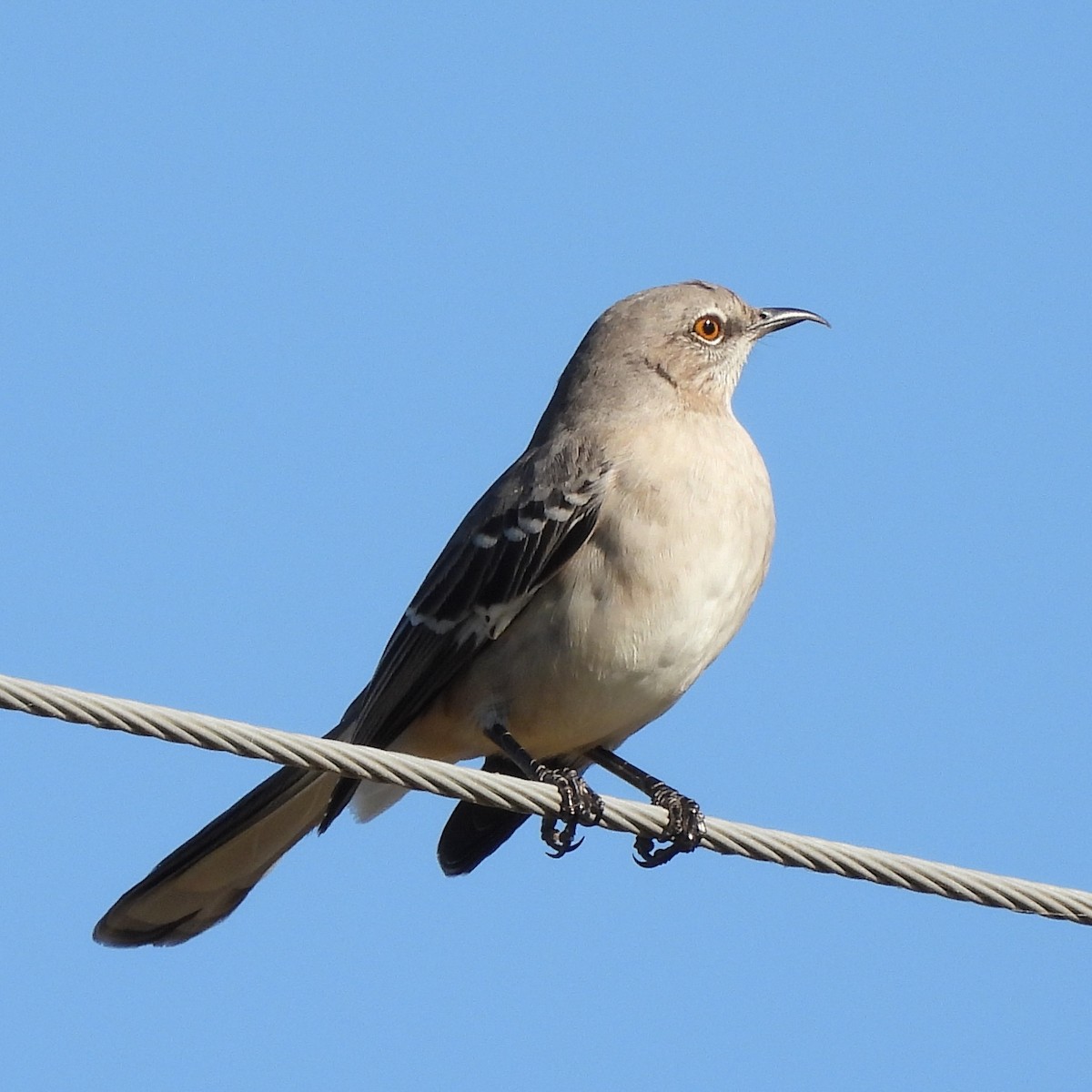 sangspottefugl - ML644088099