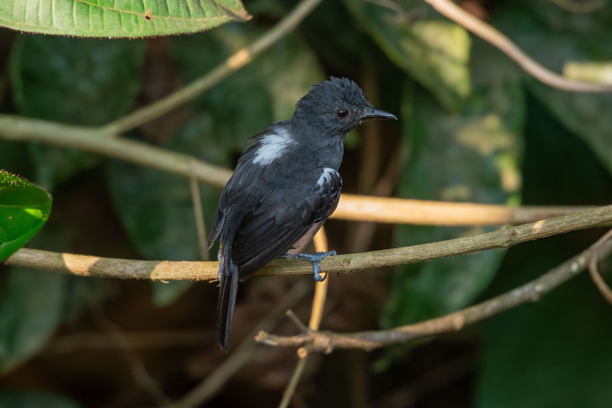 Blackish Antbird - ML644088124