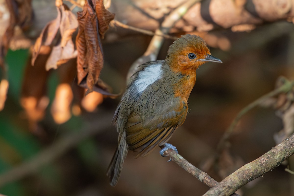 Blackish Antbird - ML644088125