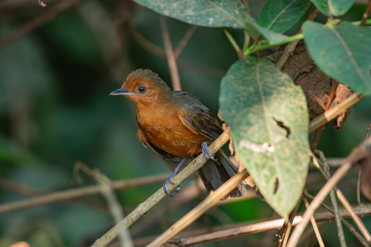 Blackish Antbird - ML644088126