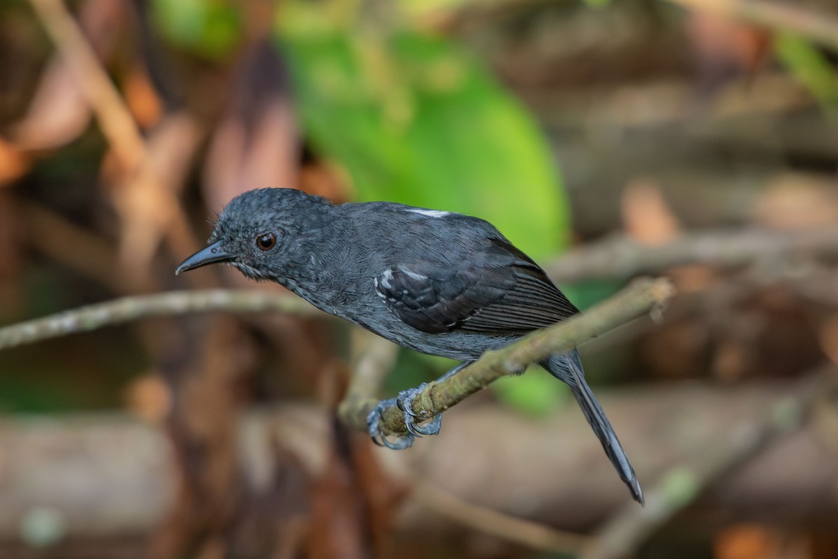 Blackish Antbird - ML644088127