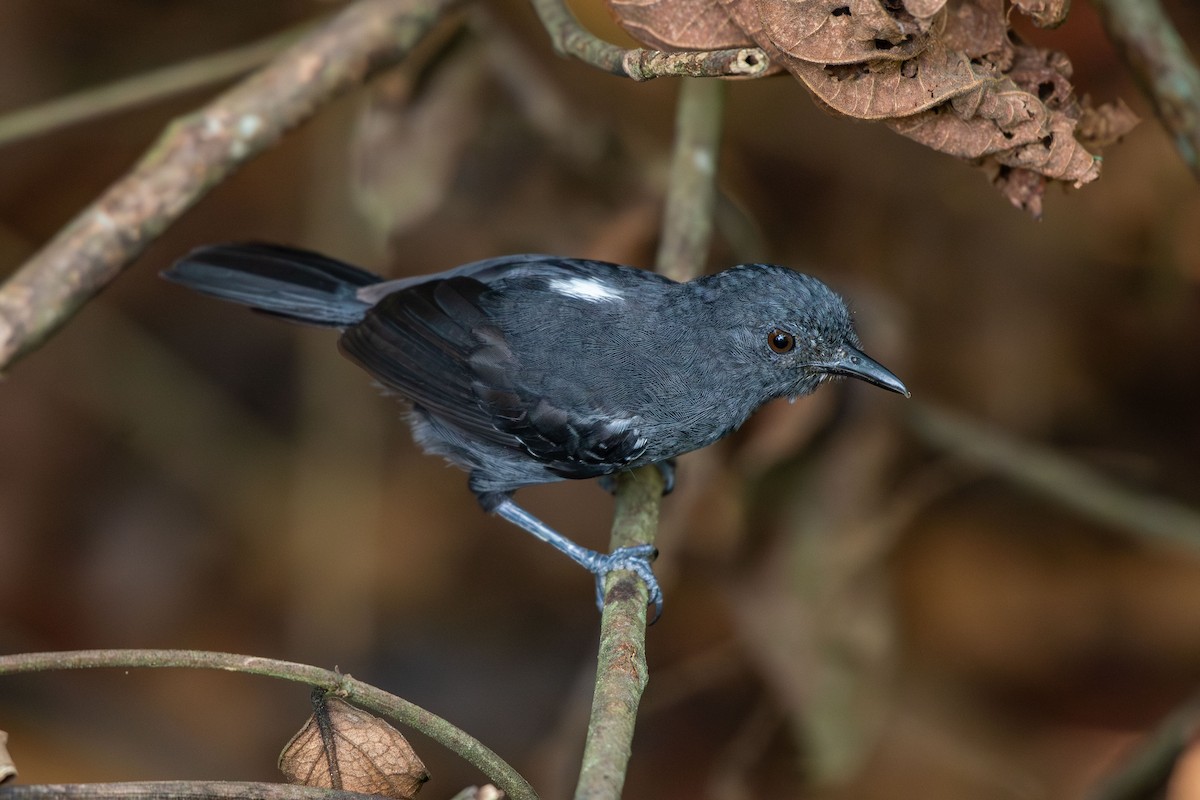 Blackish Antbird - ML644088128