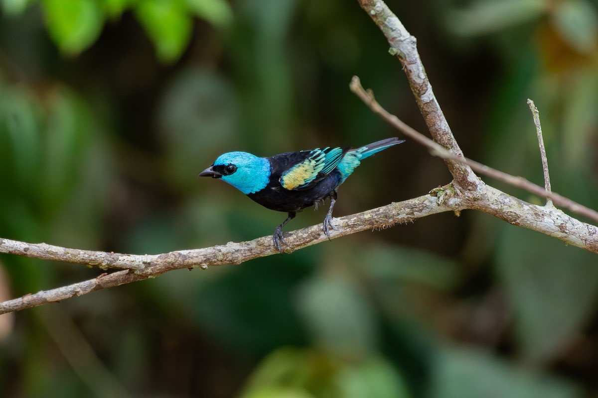 Blue-necked Tanager - ML644088146