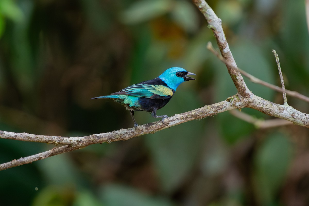 Blue-necked Tanager - ML644088147