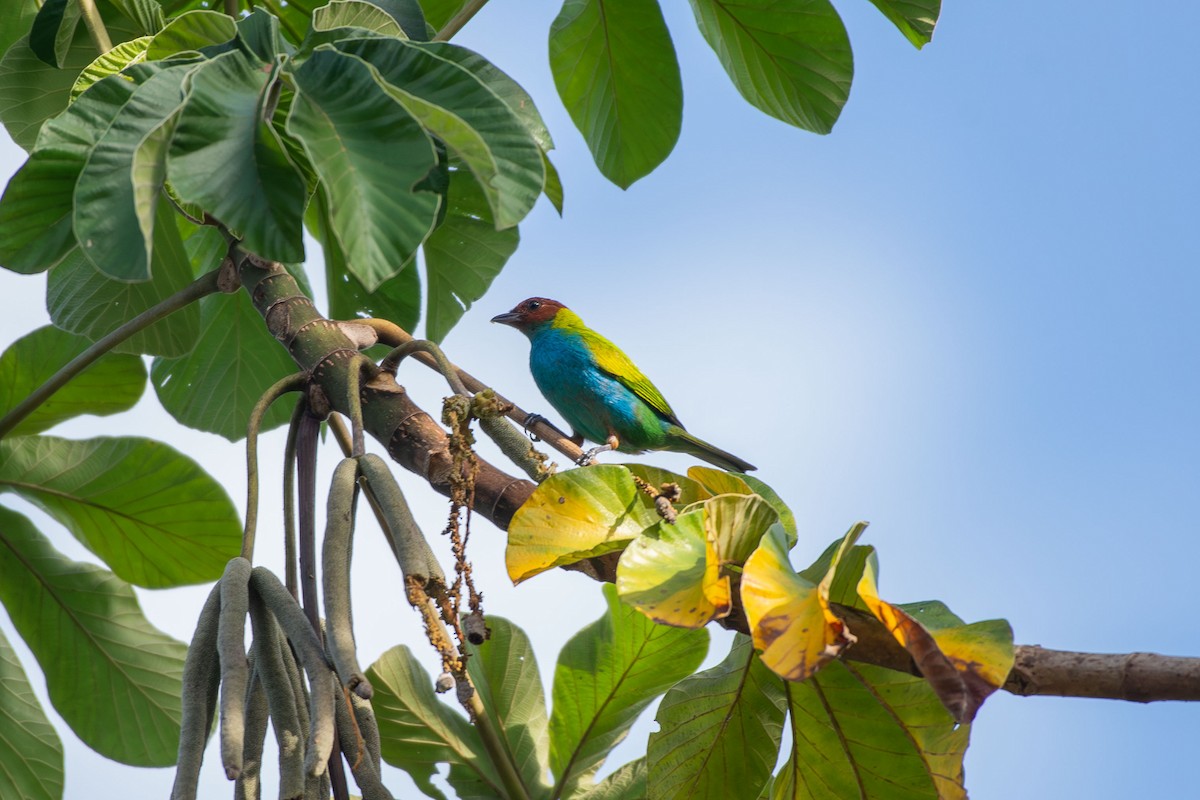 Bay-headed Tanager - ML644088153