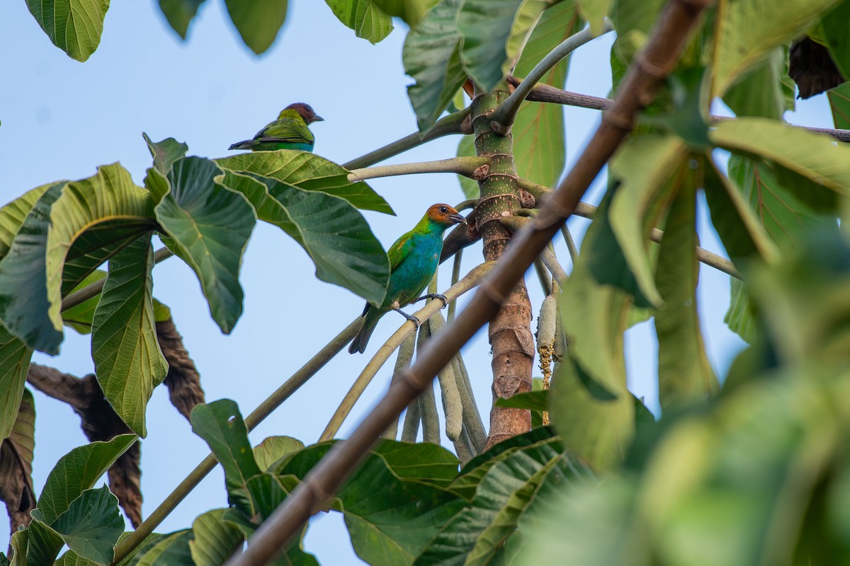 Bay-headed Tanager - ML644088154