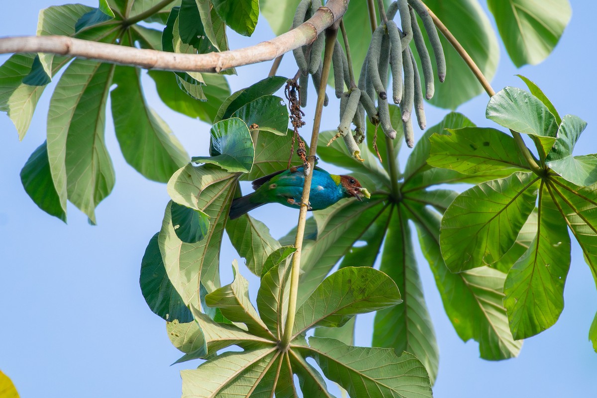 Bay-headed Tanager - ML644088155