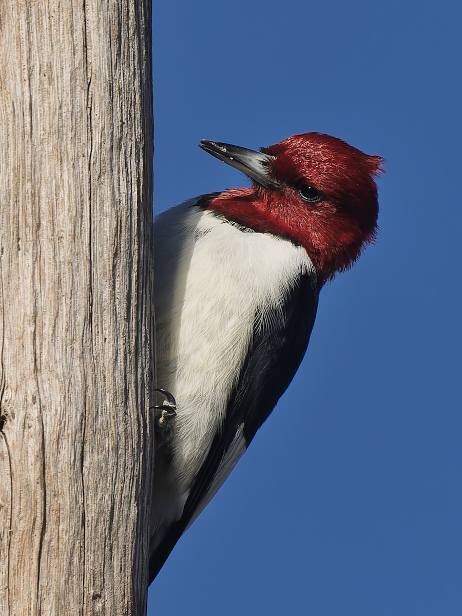 Red-headed Woodpecker - ML644088161