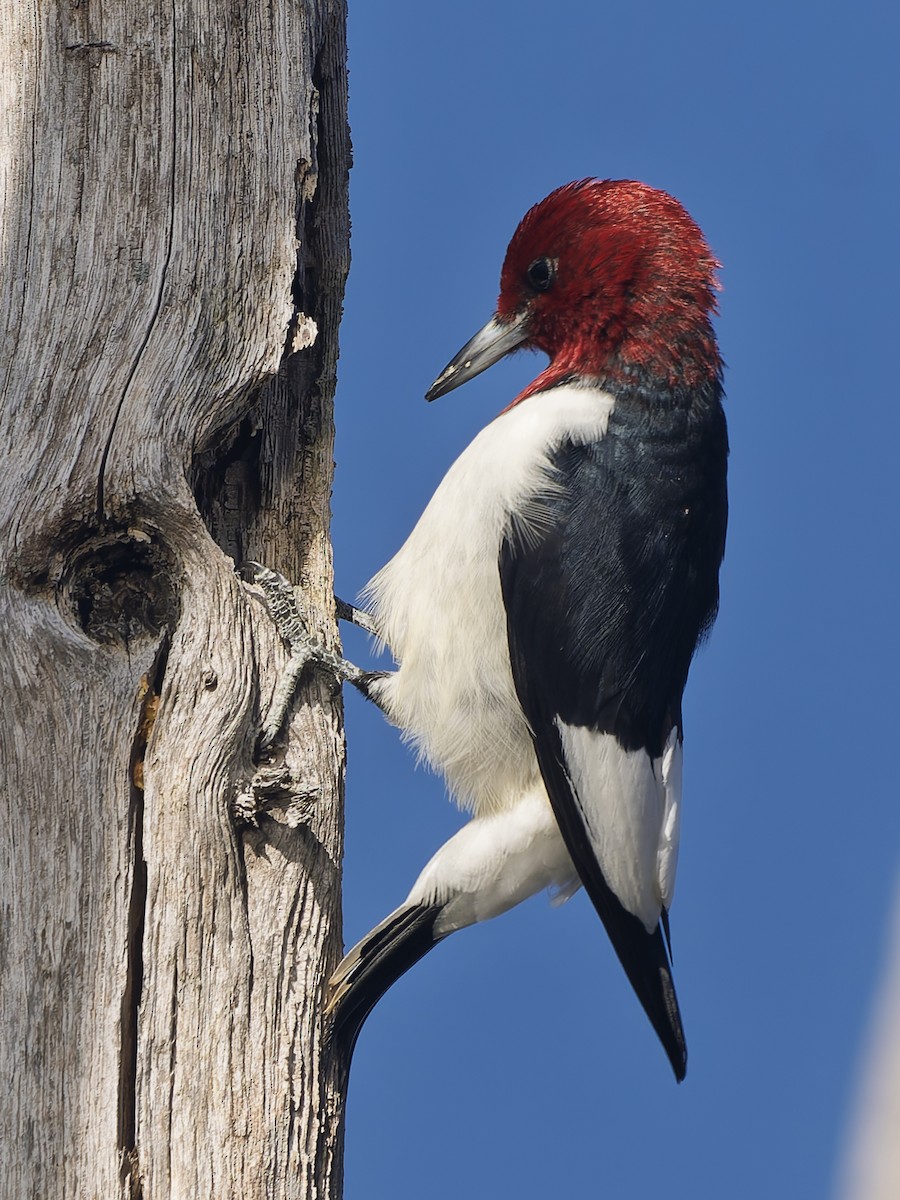 Red-headed Woodpecker - ML644088162