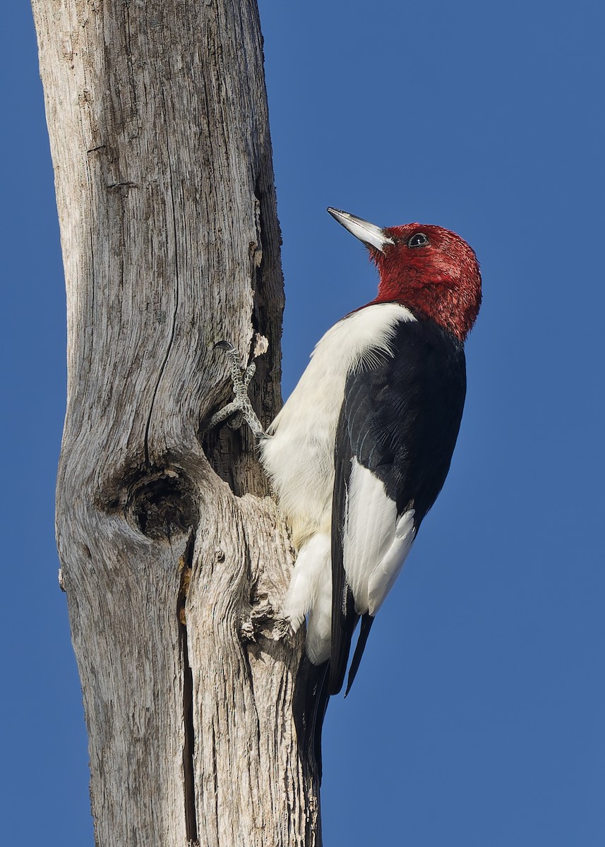 Red-headed Woodpecker - ML644088163
