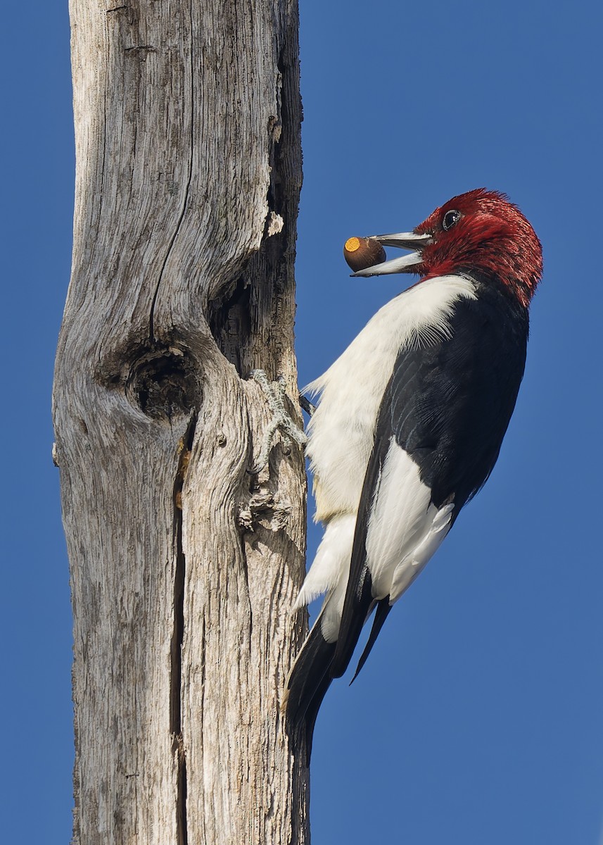 Red-headed Woodpecker - ML644088164