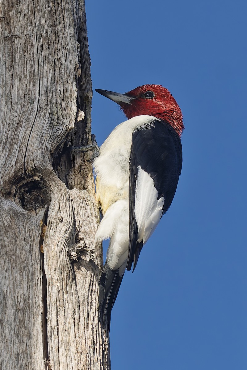 Red-headed Woodpecker - ML644088165