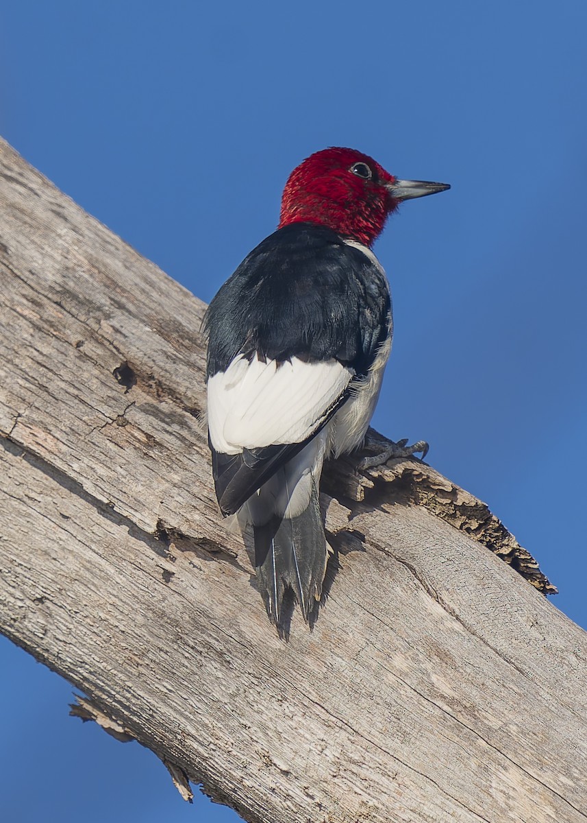 Red-headed Woodpecker - ML644088166