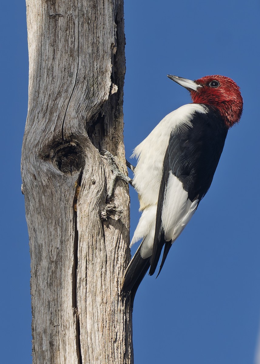 Red-headed Woodpecker - ML644088167
