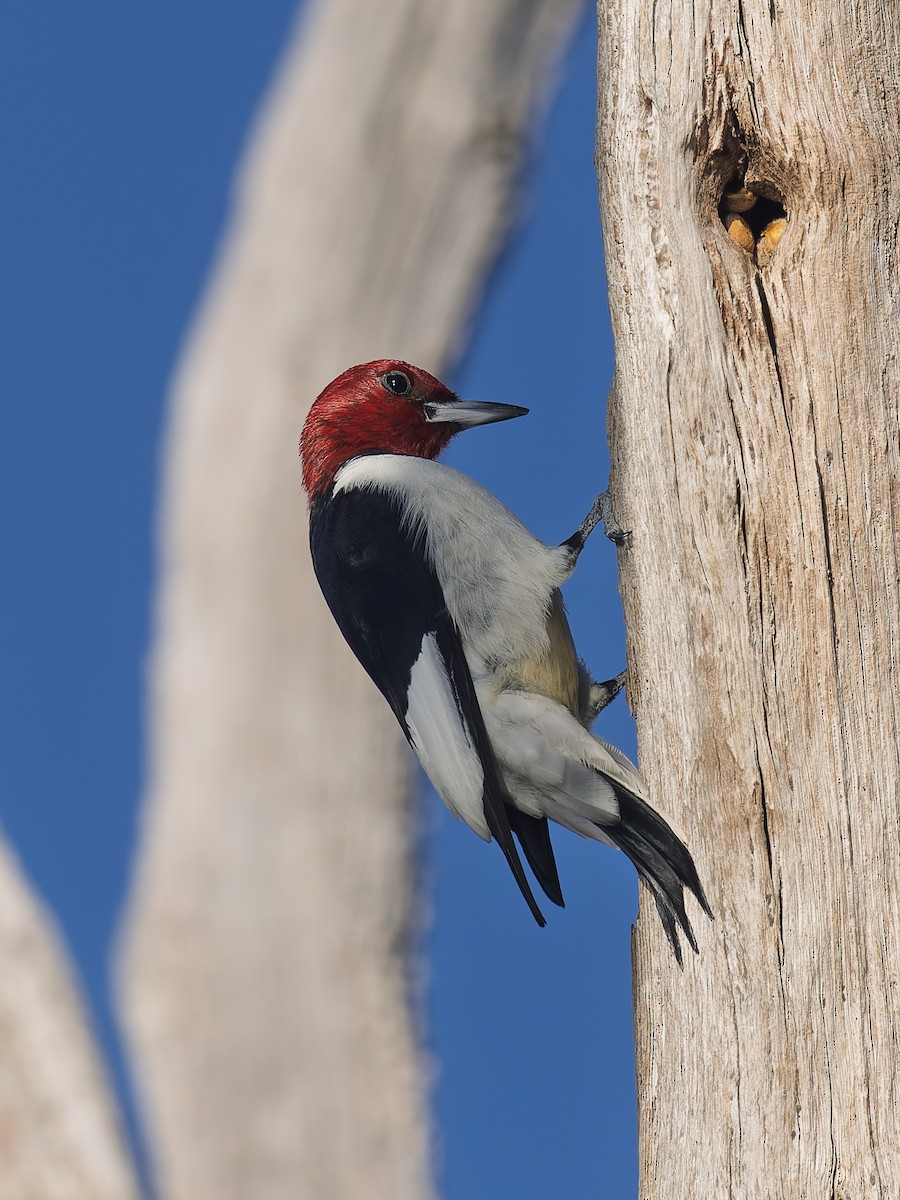 Red-headed Woodpecker - ML644088168