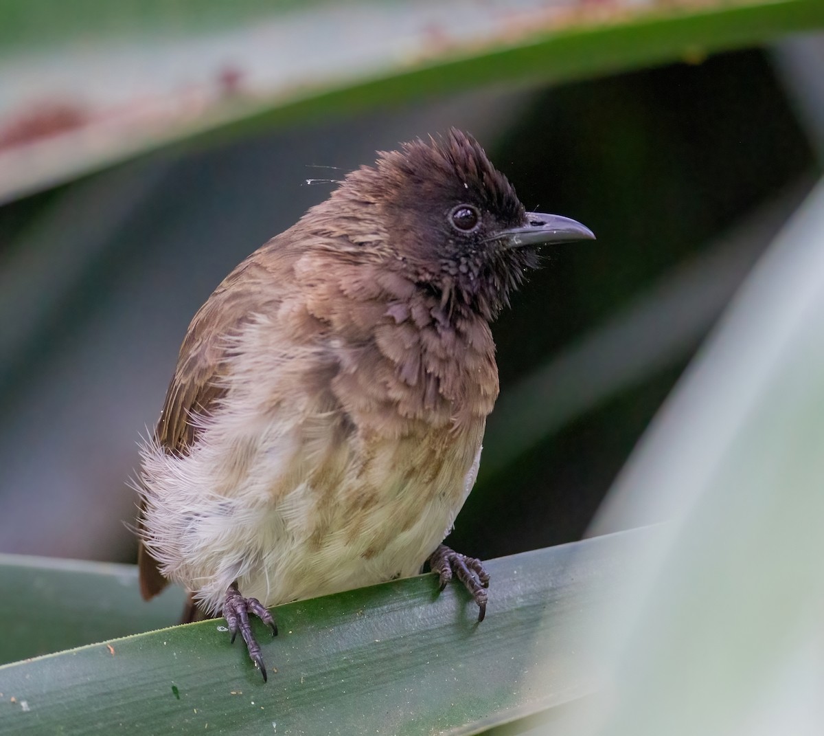 Common Bulbul (Dark-capped) - ML644088170