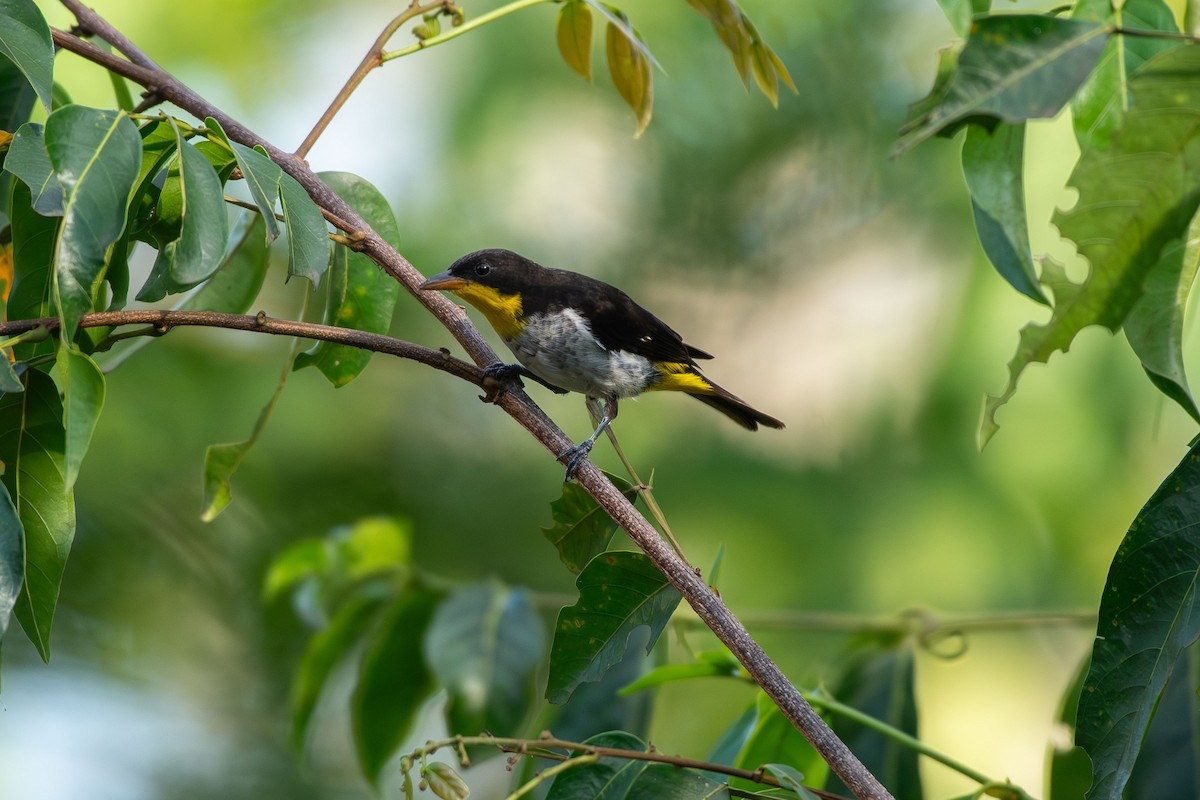 Yellow-backed Tanager - ML644088176