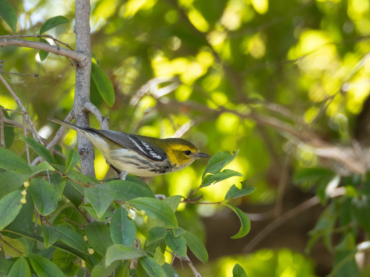 Black-throated Green Warbler - ML644088180