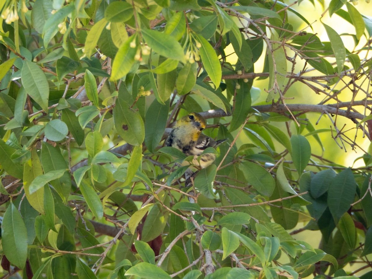 Black-throated Green Warbler - ML644088181