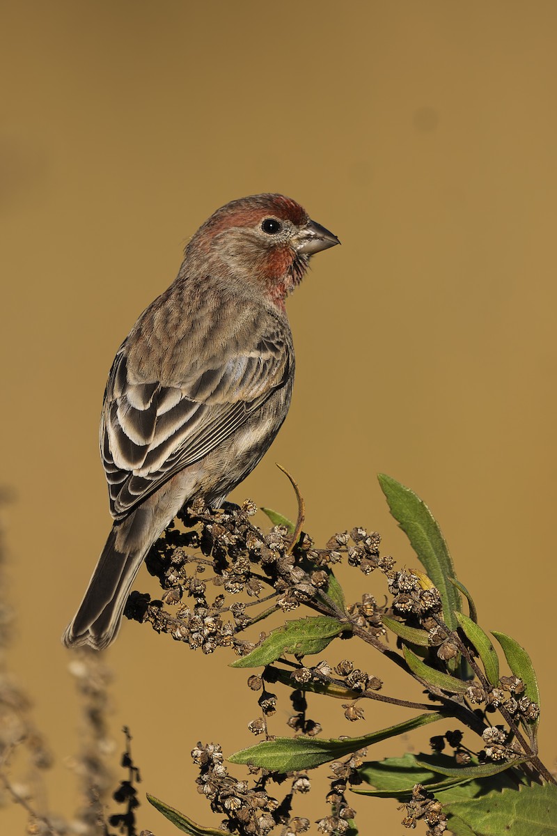 House Finch - ML644088193