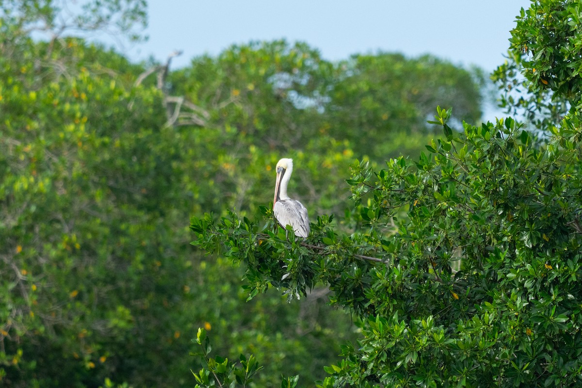 Brown Pelican - ML644088200