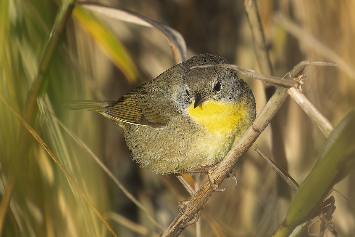 Common Yellowthroat - ML644088201