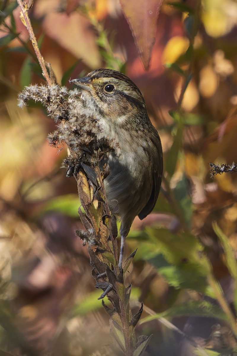 Swamp Sparrow - ML644088214
