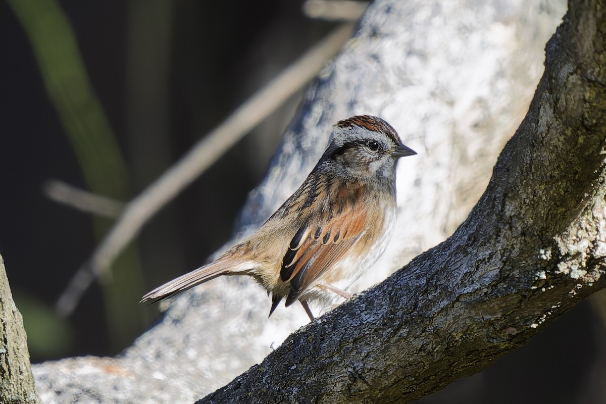 Swamp Sparrow - ML644088215