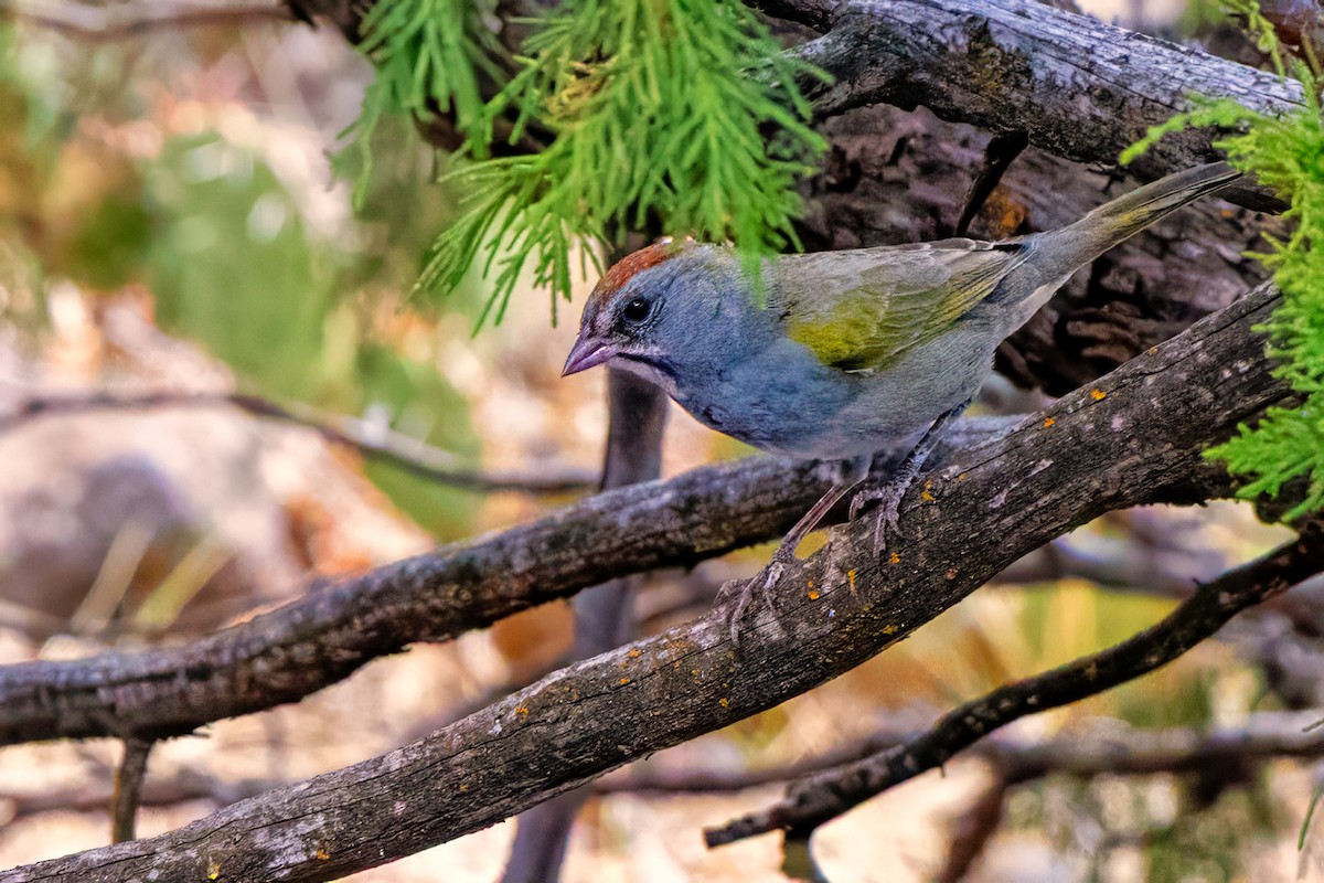 Green-tailed Towhee - ML644088223