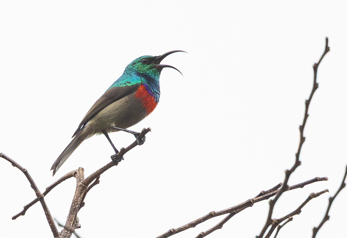 Greater Double-collared Sunbird - ML644088237