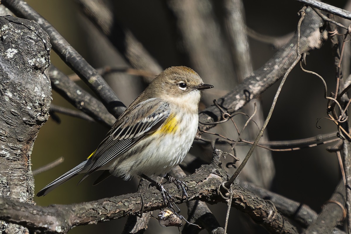Yellow-rumped Warbler - ML644088238
