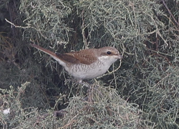 Antzandobi arrunta - ML644088240