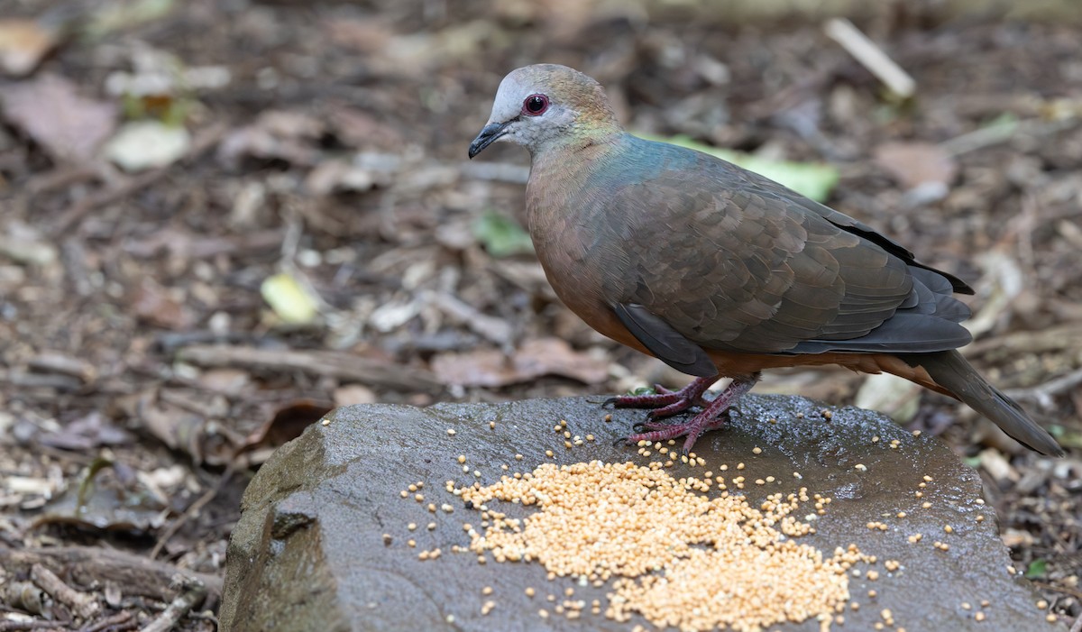 Lemon Dove - ML644088243