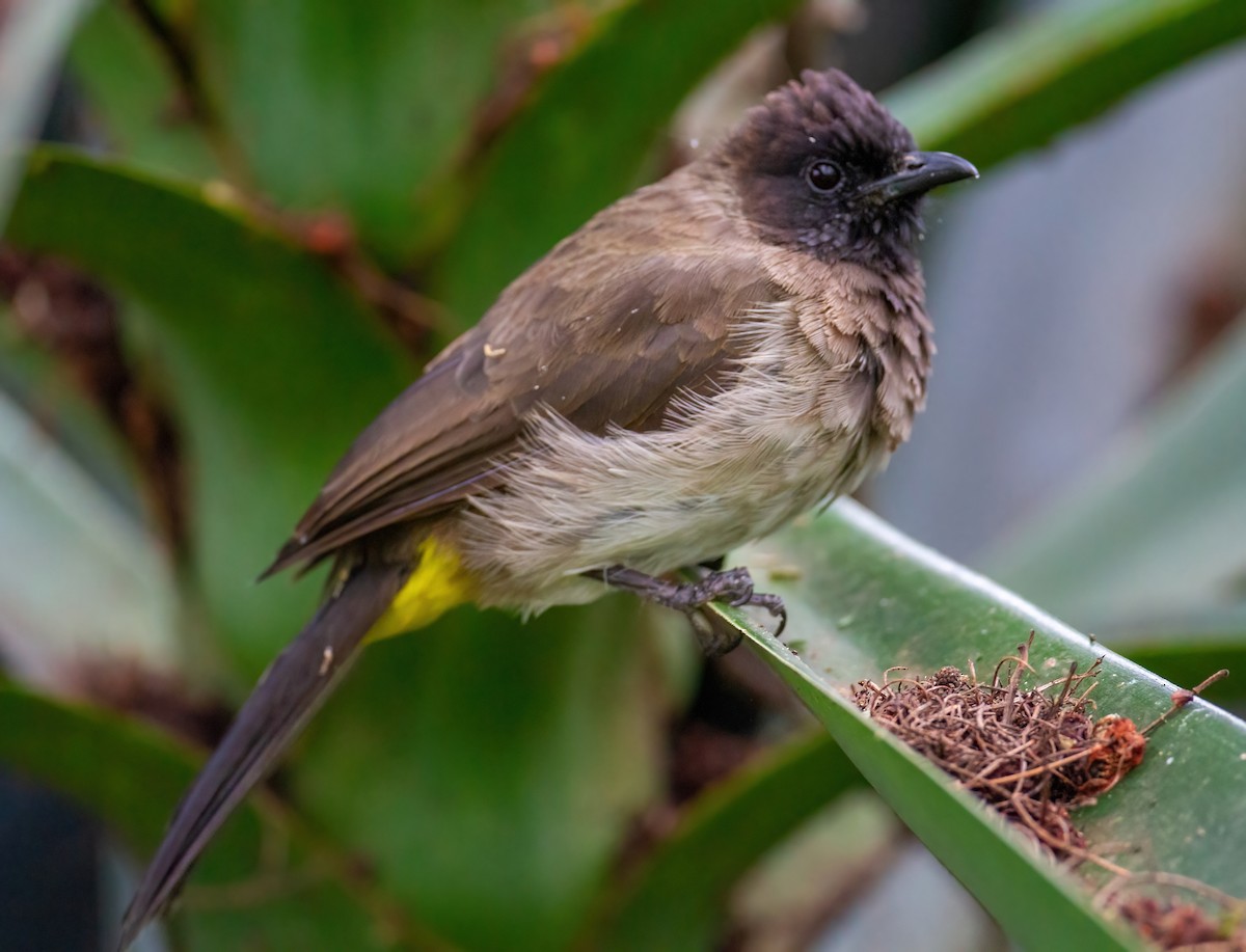 Common Bulbul (Dark-capped) - ML644088268