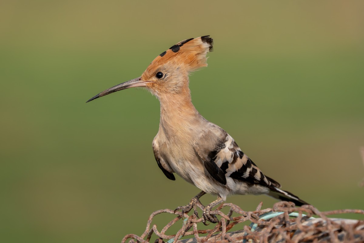 Common Hoopoe - ML644088279