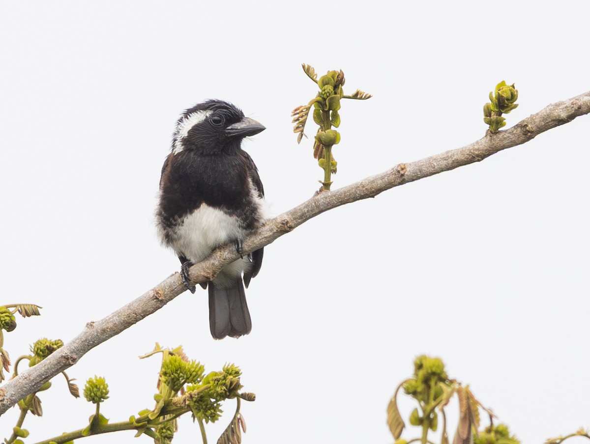 Белоухая либия - ML644088283