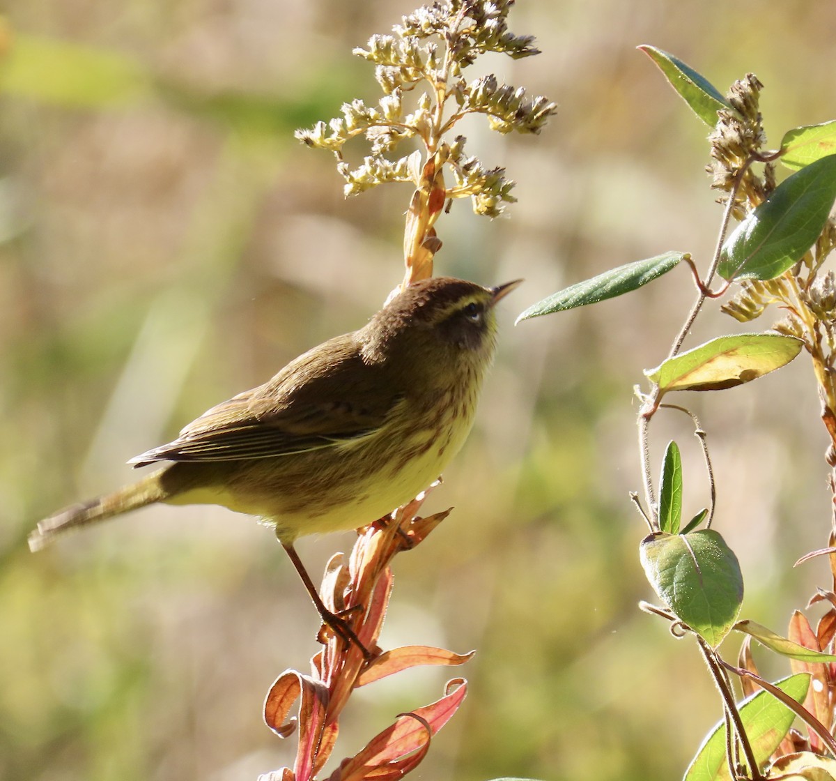 Palm Warbler - ML644088284