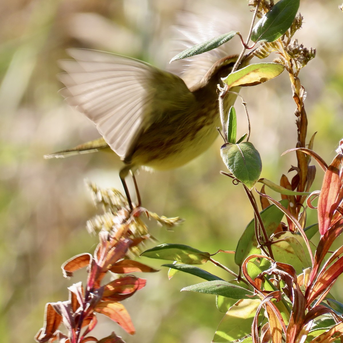 Palm Warbler - ML644088285