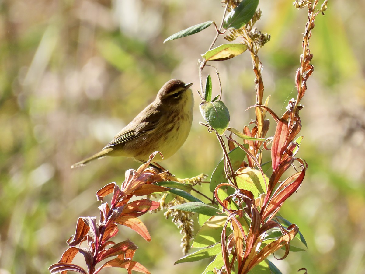 Palm Warbler - ML644088286