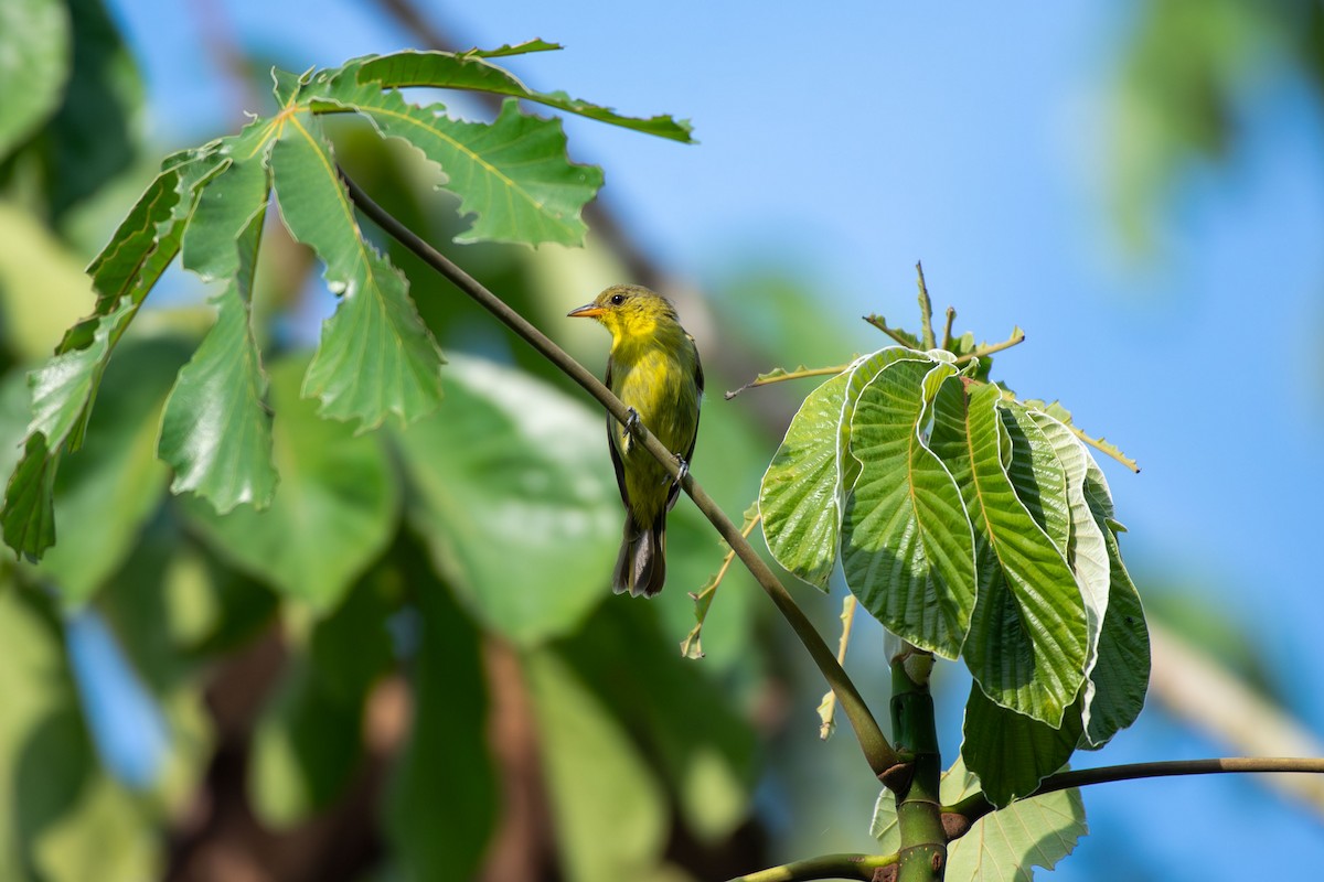 Yellow-backed Tanager - ML644088319